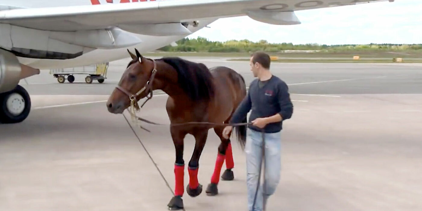 Här är planet som tar europahästarna till Elitloppet