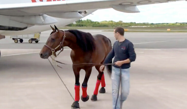 Här är planet som tar europahästarna till Elitloppet