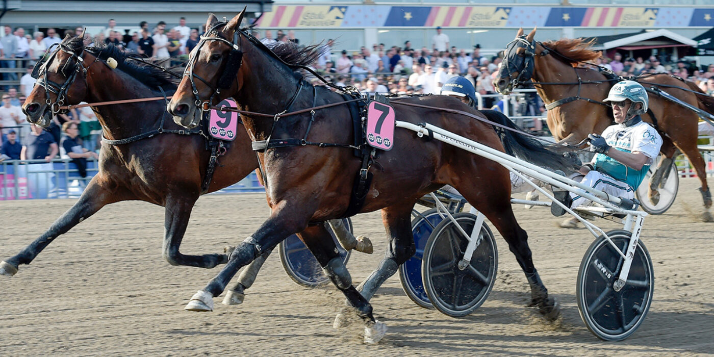 MISTER HERCULES KOMMER TILL ELITLOPPET 2023