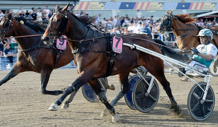 MISTER HERCULES KOMMER TILL ELITLOPPET 2023