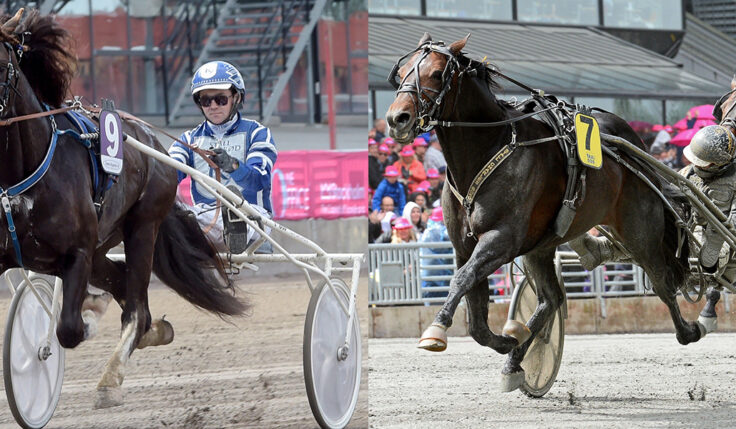 HÄSTARNA KLARA TILL SPEEDRACE 2022 PÅ SOLVALLA