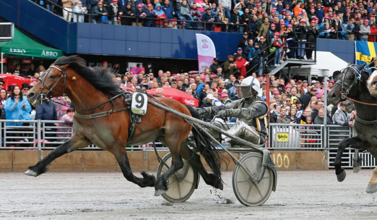 TRE FÖRSTA HÄSTARNA KLARA FÖR ELITKAMPEN