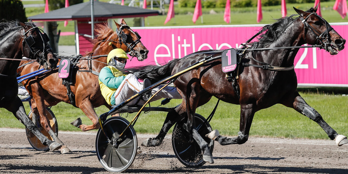 VIVID WISE AS KLAR FÖR ELITLOPPET 2023