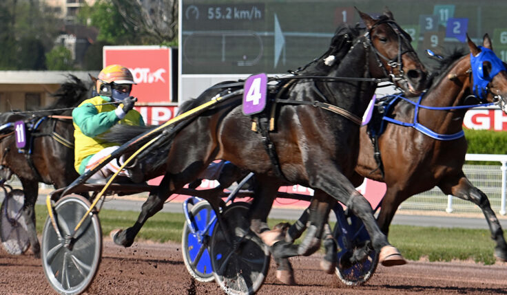 VIVID WISE AS KLAR FÖR ELITLOPPET 2021