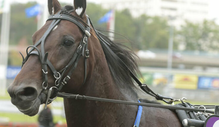 Cokstile inbjuden till Elitloppet
