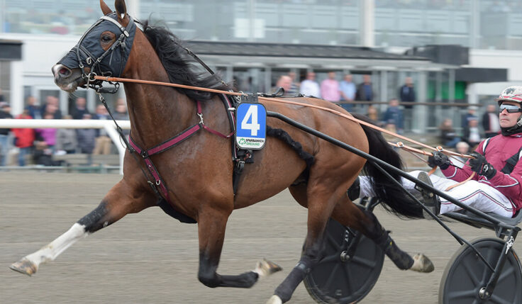 Rajesh Face inbjuden till Elitloppet