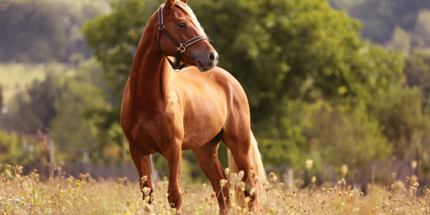 TIDERNAS ELITLOPPSHELG