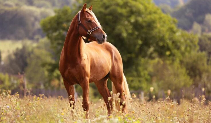 TIDERNAS ELITLOPPSHELG