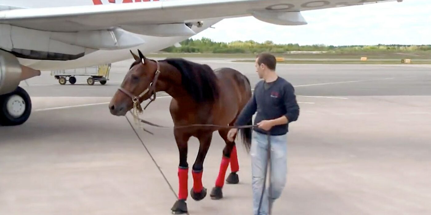 Här är planet som tar europahästarna till Elitloppet