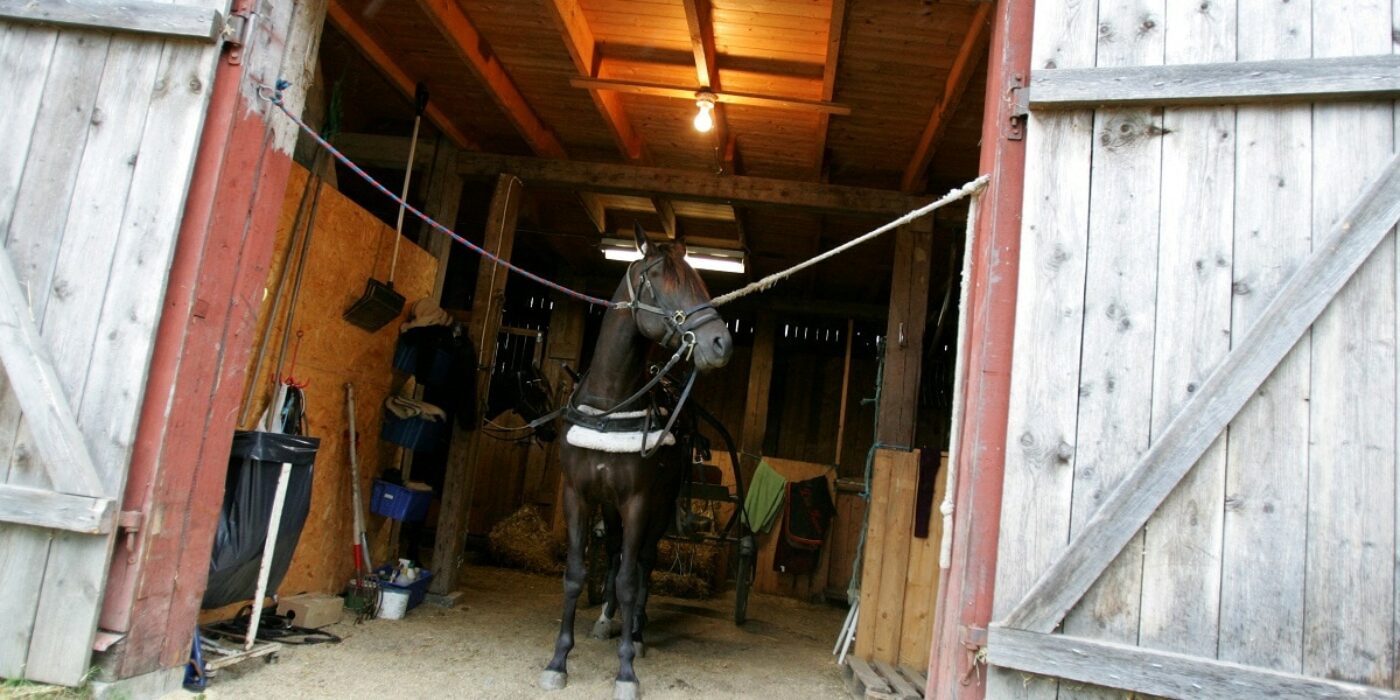 Sveriges hästnäring omsätter mer än 72 miljarder