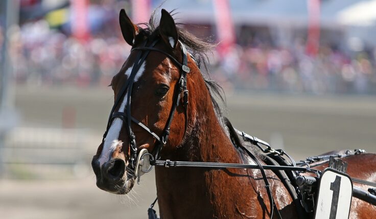 DISCO VOLANTE KLAR FÖR ELITLOPPET 2020