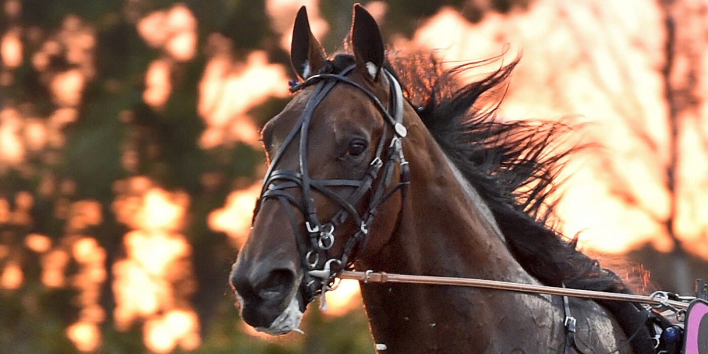 ANDELSTIPSET &#8211; V75