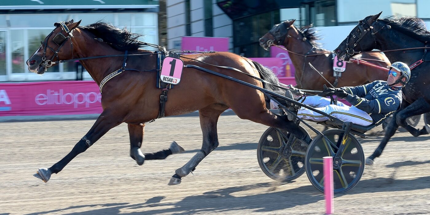 NIGHT BRODDE BLEV FOLKETS HÄST OCH TAR SISTA PLATSEN I ELITLOPPET 2022