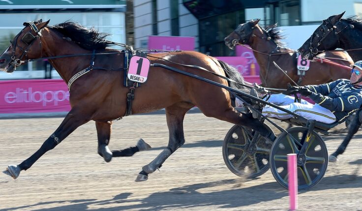 NIGHT BRODDE BLEV FOLKETS HÄST OCH TAR SISTA PLATSEN I ELITLOPPET 2022