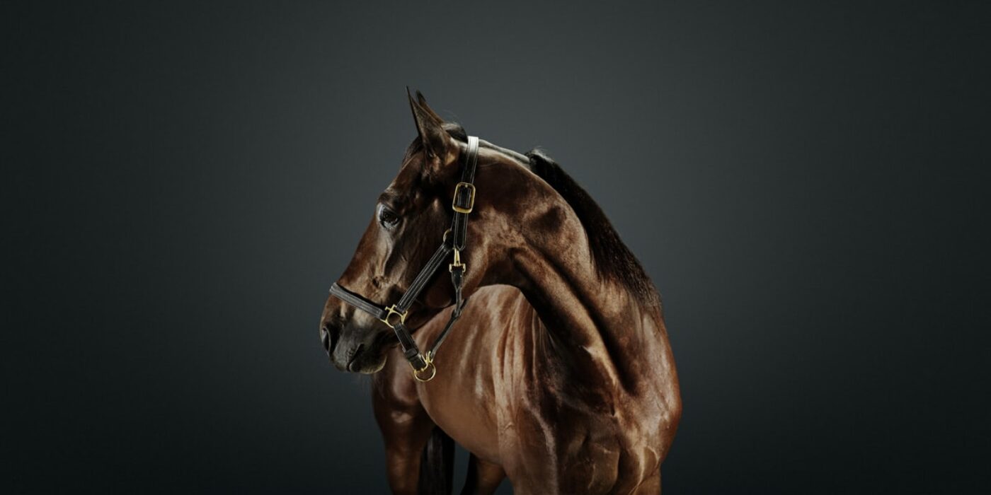 EUROPAS BÄSTA GÖR UPP PÅ SOLVALLA 2020