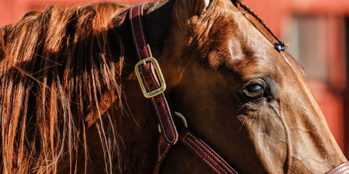 ANDELSTIPSET &#8211; V75