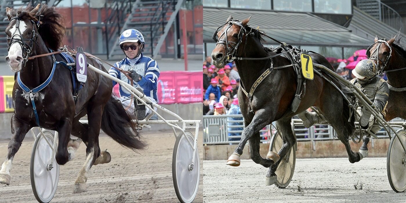 HÄSTARNA KLARA TILL SPEEDRACE 2022 PÅ SOLVALLA