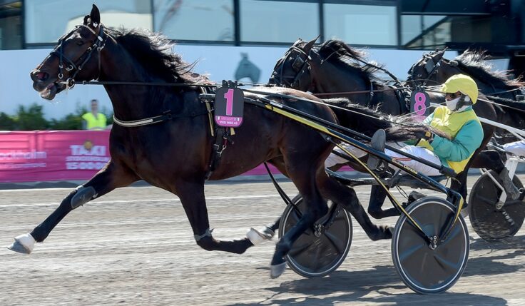 VIVID WISE AS TILL ELITLOPPET 2022