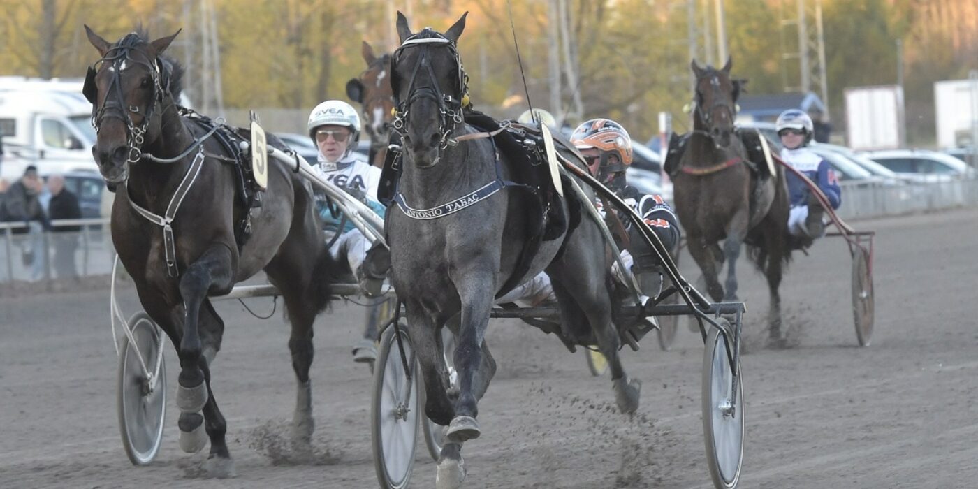 V75: Antonio Tabac vann direkt i Gulddebuten