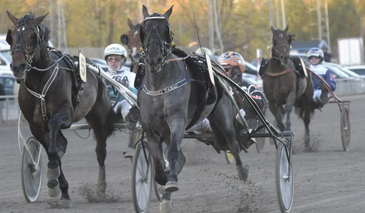 V75: Antonio Tabac vann direkt i Gulddebuten