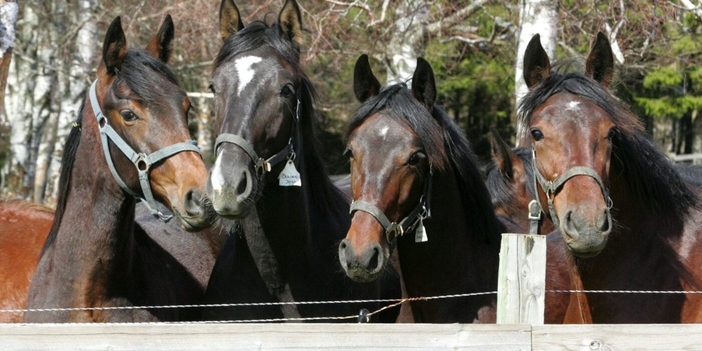 Premiechansen rekordstor &#8211; fler lopp ingår för kullen 2016
