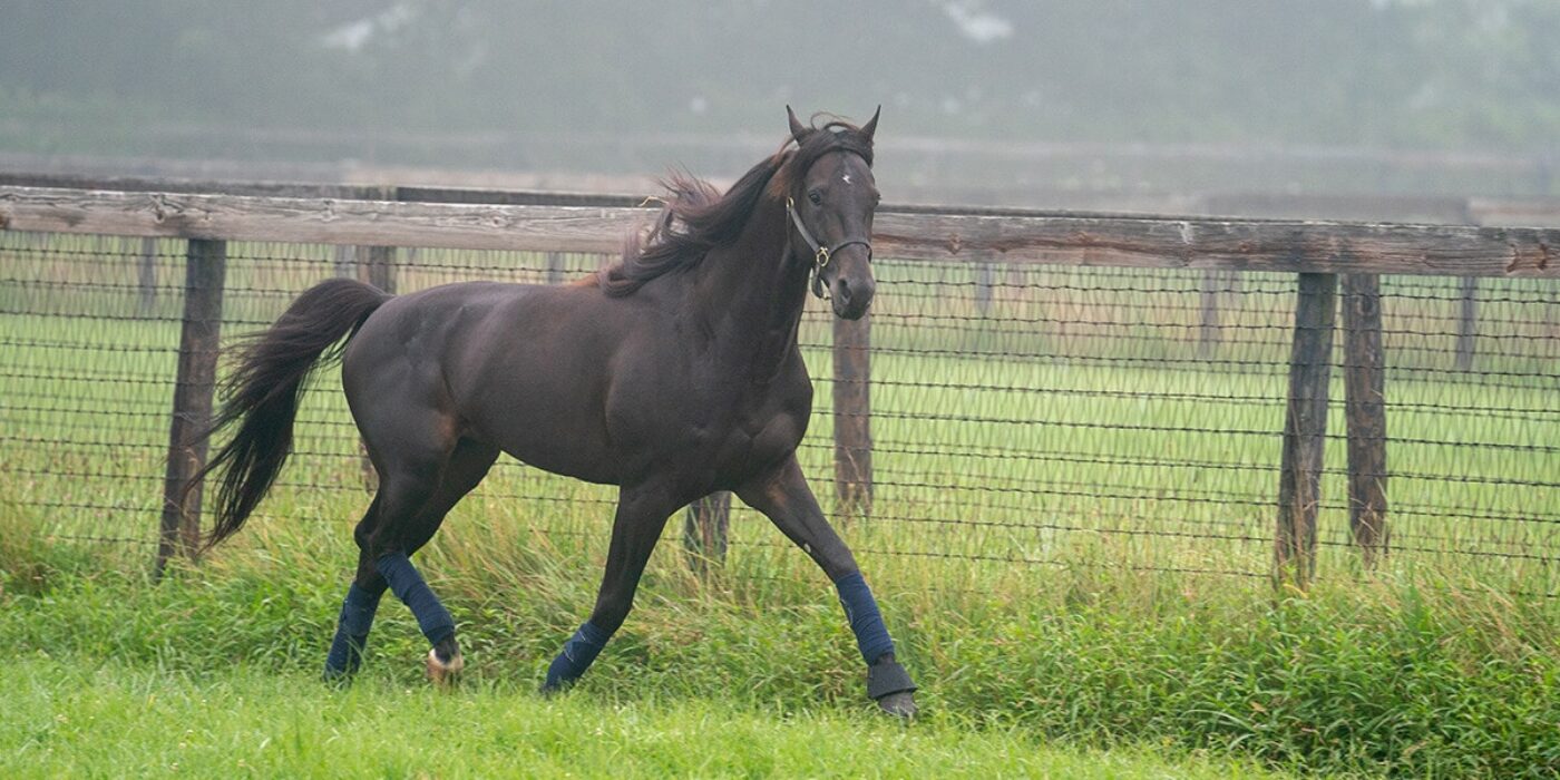 Cruzado dela Noche redo för VM-loppet