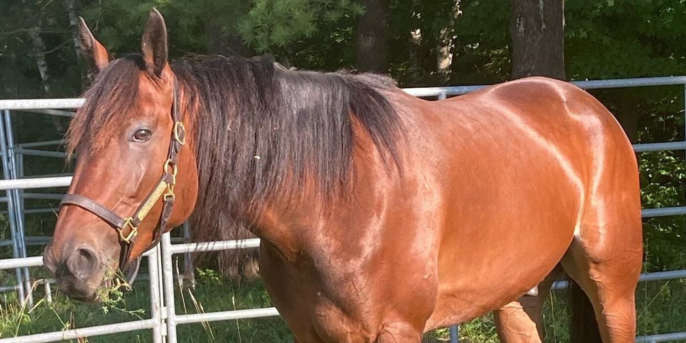 PERFETTO INBJUDEN TILL ELITLOPPET 2022