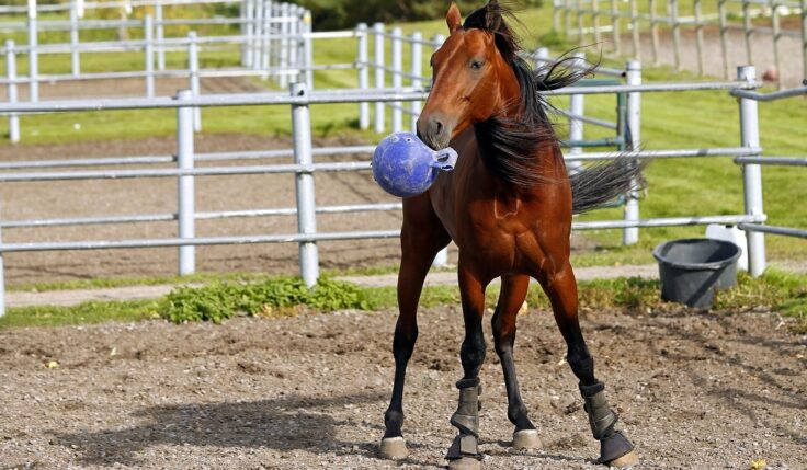 Readly Express slutar efter Elitloppet
