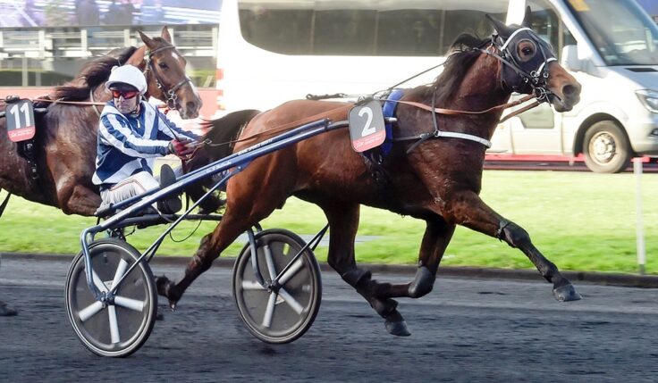 HORSY DREAM LÄMNAR ÅTERBUD TILL ELITLOPPET