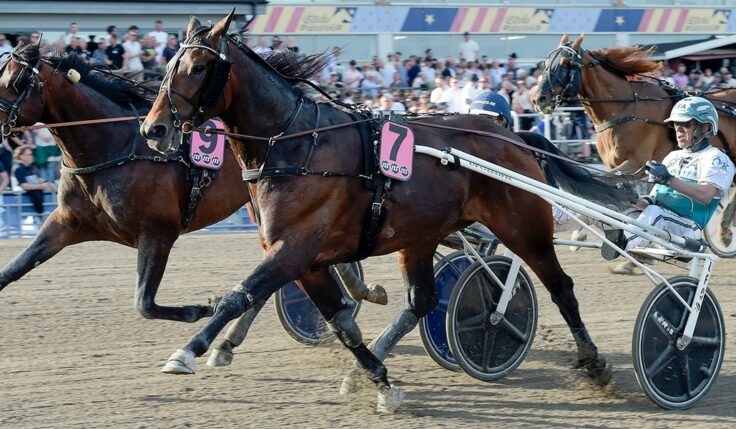 MISTER HERCULES KOMMER TILL ELITLOPPET 2023