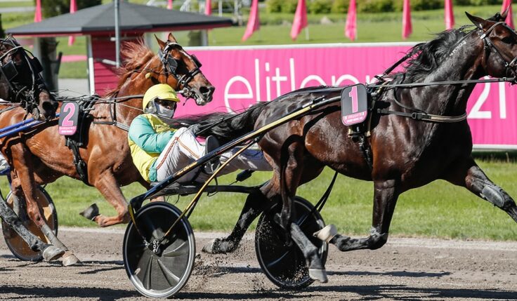 VIVID WISE AS KLAR FÖR ELITLOPPET 2023
